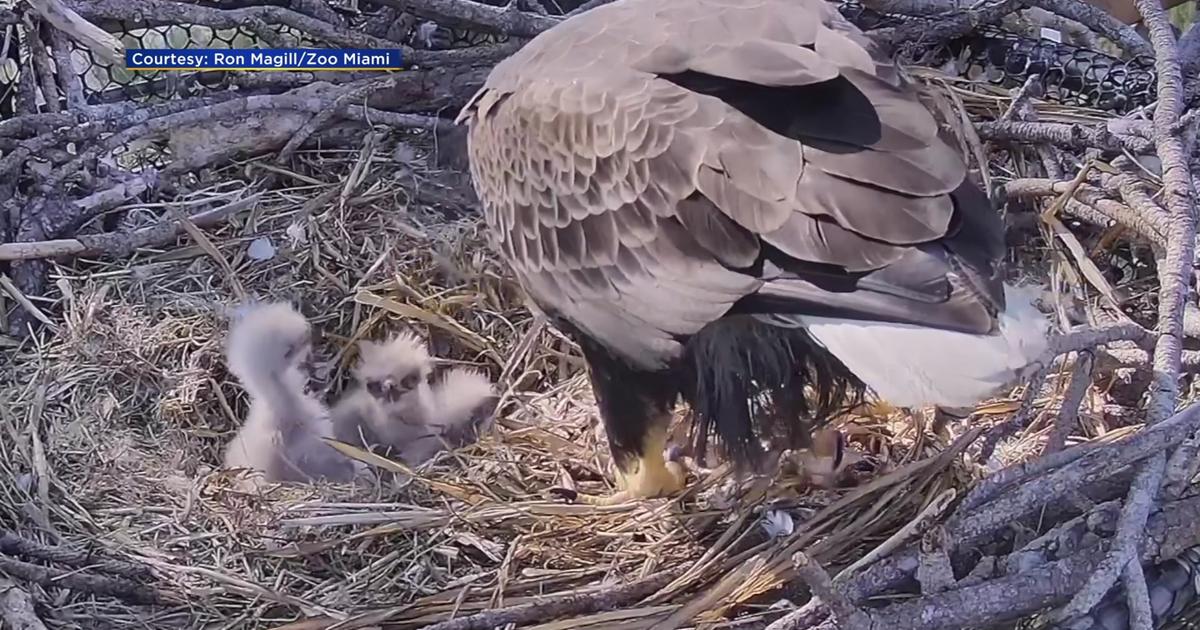 Rita And Ron S Third Bald Eagle Chick Hatches But Will Have To Fight