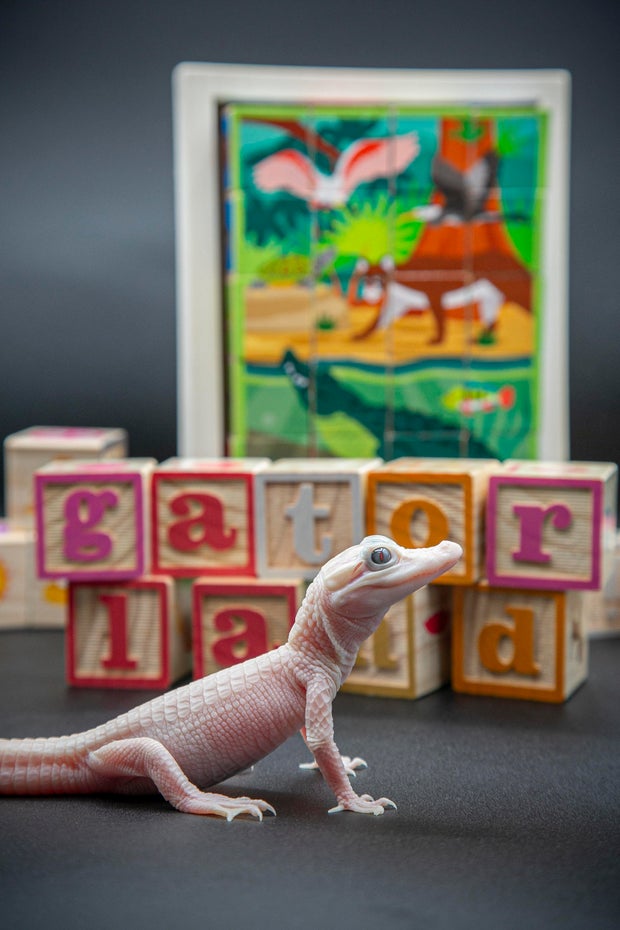 The rare leucistic gator was born alongside her normal colored brother