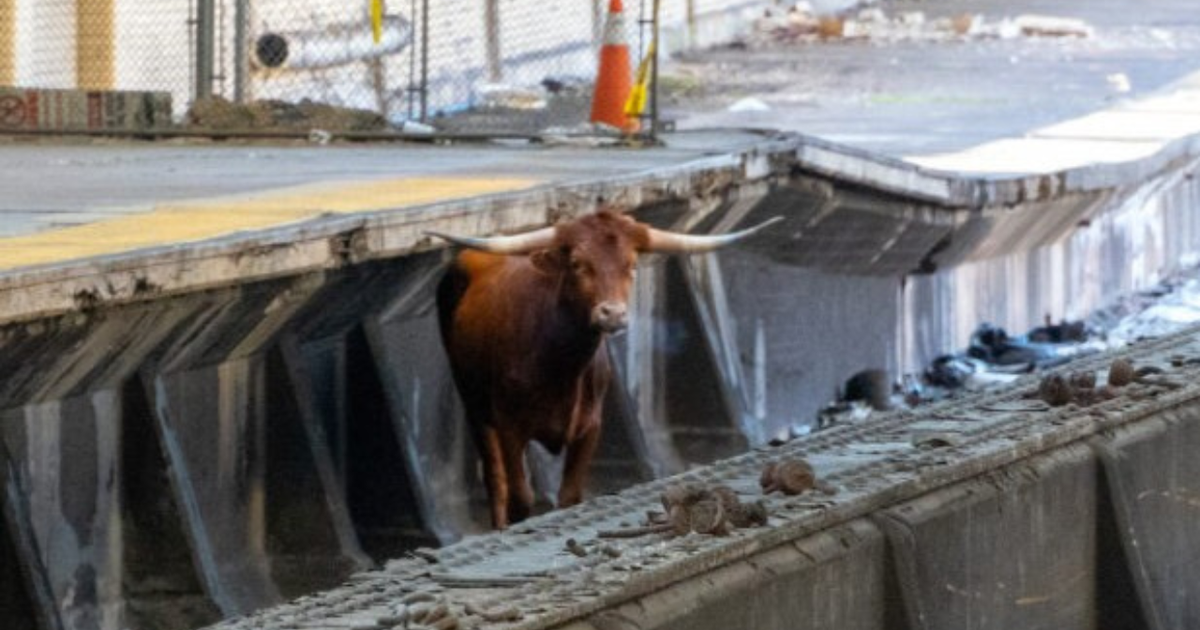 Watch Live: Bull runs loose on NJ TRANSIT tracks near Newark Penn Station Watch Live: Bull runs loose on NJ TRANSIT tracks near Newark Penn Station