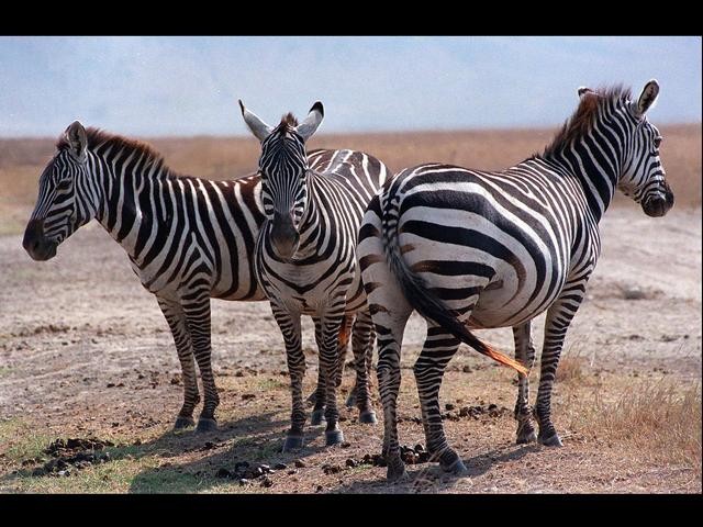 zebras.jpg 