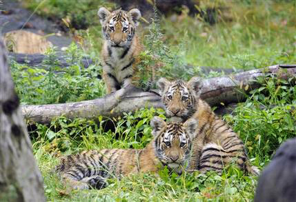 Bronx Zoo New Tigers 