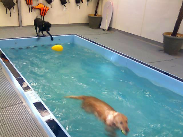 Dogs in Pool at Morris Animal Inn 