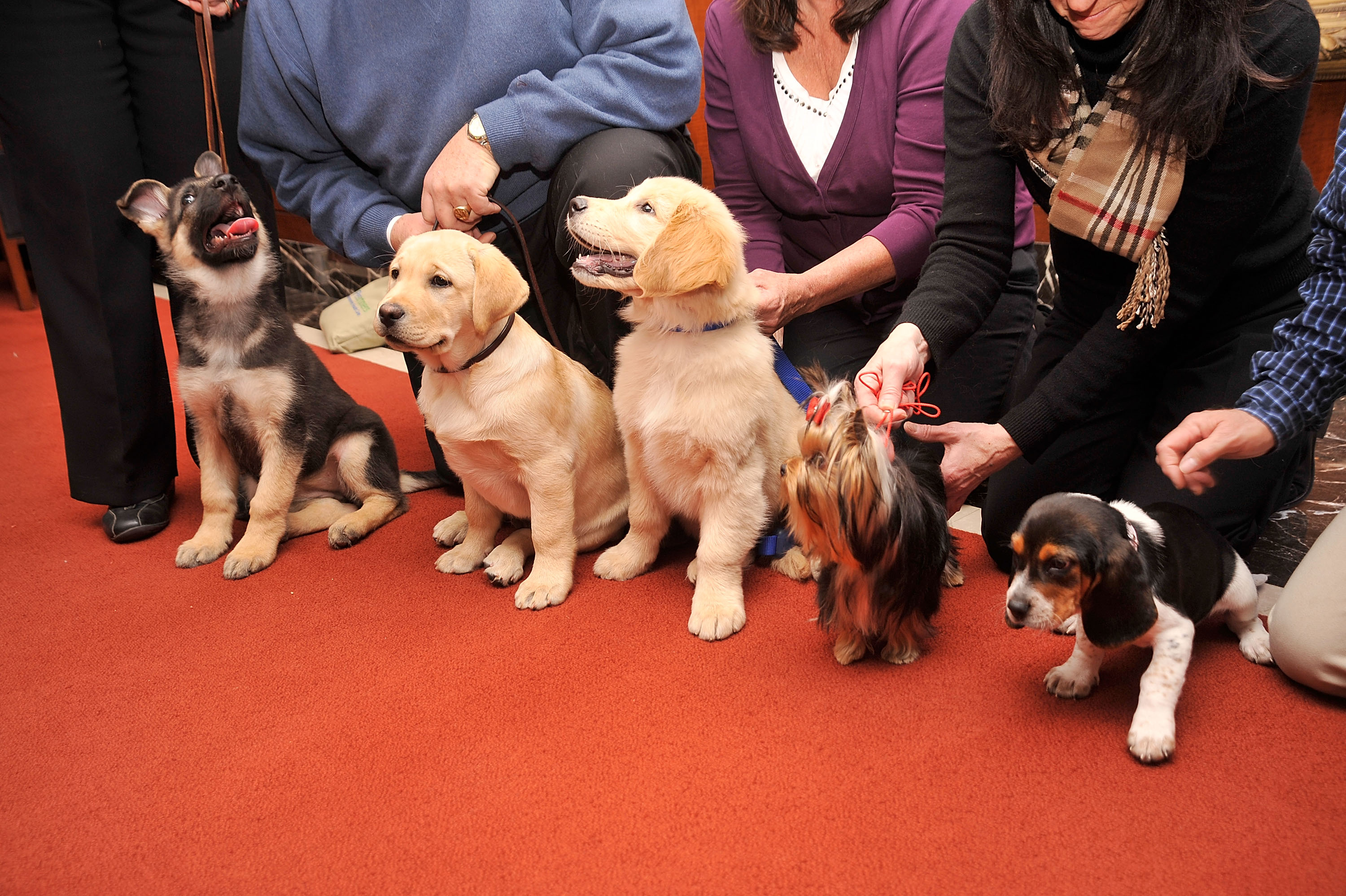 American Kennel Club Announces Most Popular Dogs for 2010 