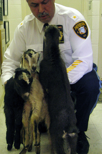 Baby Goats Rescued In Paterson 