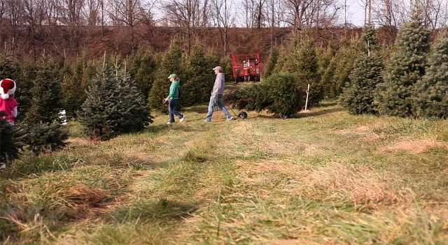 Perfect Christmas Tree Farm 