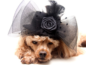 Dog in Black Hat 
