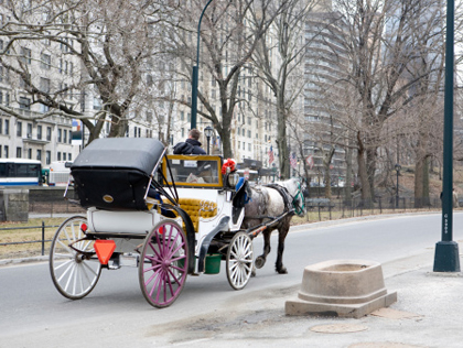 Best Horse &amp; Carriage Rides 