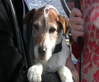 Uggie: Ready For His Close Up! 
