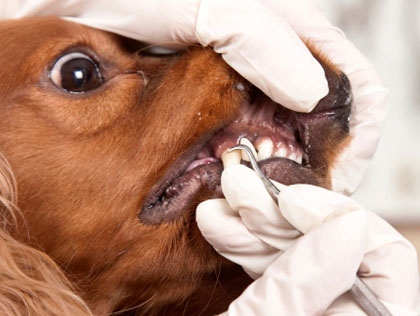 Dog Teeth Cleaning 