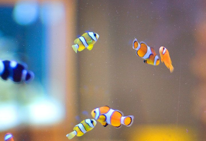 Best Fish and Aquarium Shops 