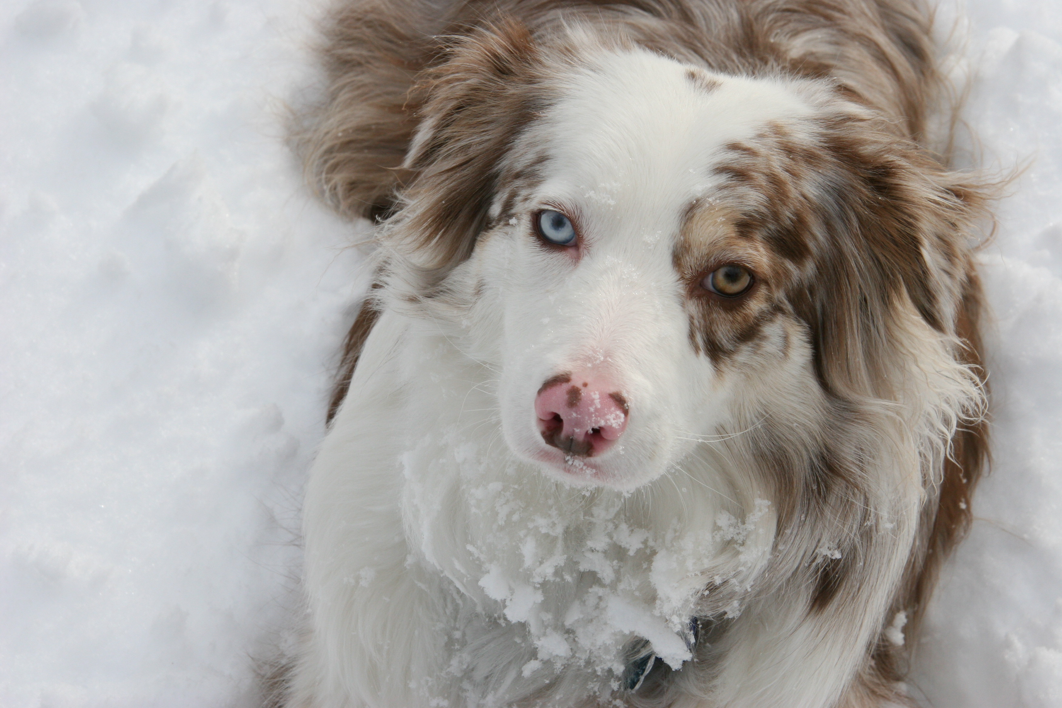 don-dahlers-four-year-old-scottish-border-collie-abby.jpg 