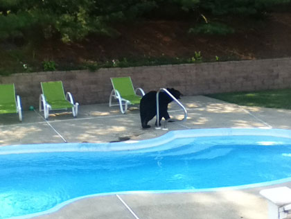 Bear At Pool Amid Heat Wave In Morristown, N.J. 