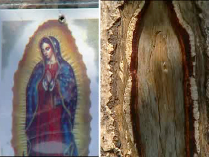 Our Lady Of Guadalupe; Virgin Mary Tree 