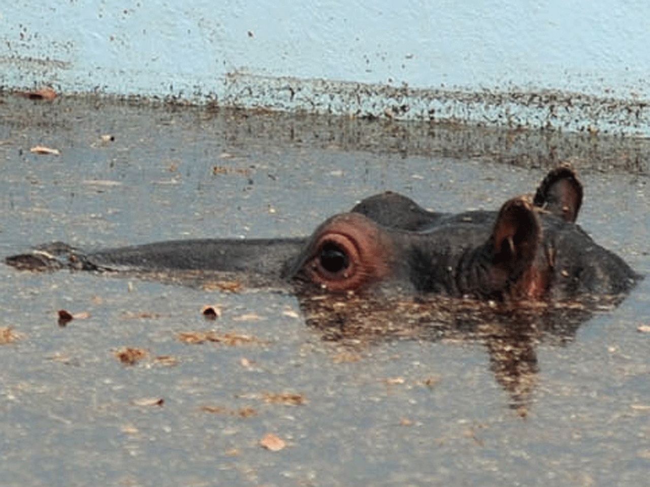 Harry the hippo in the water at the Monate Conservation Lodge near Modimolle, South Africa, Thursday, Aug. 23. 2012.  