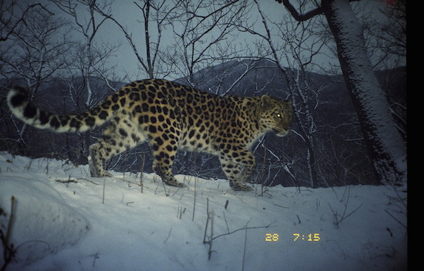 amur-leopard.jpg 