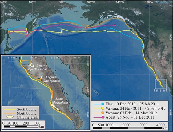 gray-whale-migration-map.jpg 