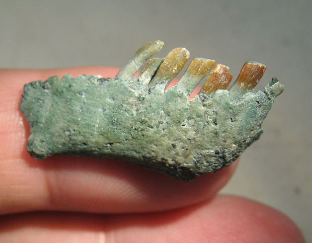 5-chilesaurus-diegosuarezi-right-jaw-and-teeth-in-side-view-dr-fernando-novas.jpg 