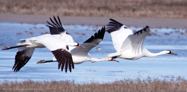 whooping-cranelaura-erickson-1.jpg