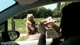 bear-catching-bread.gif 