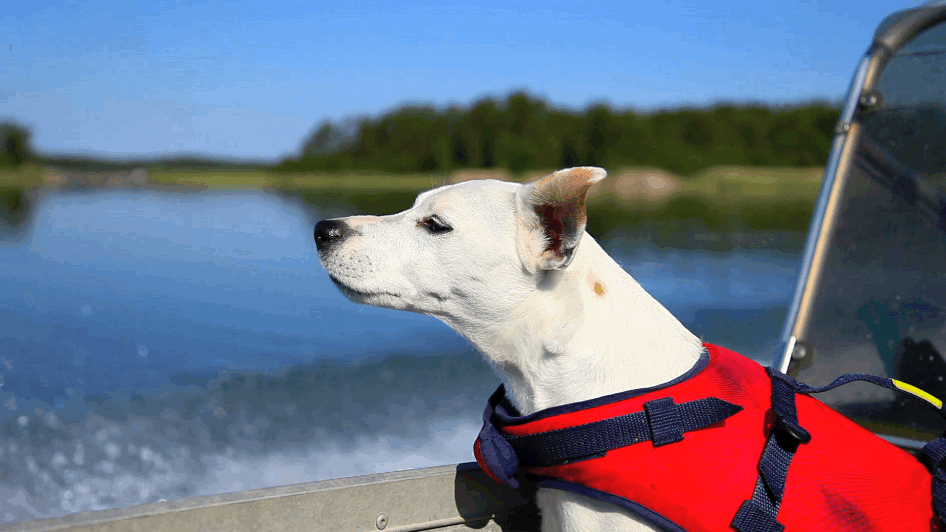 dog-on-boat2.gif 
