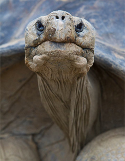 speed-the-tortoise-san-diego-zoo-244.jpg 