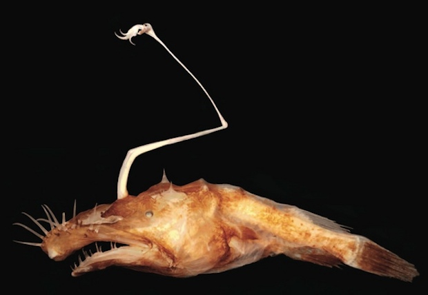 anglerfish-lasiognathus1.jpg 