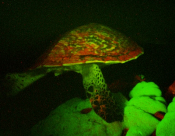 bioluminescent-turtle-2.jpg 