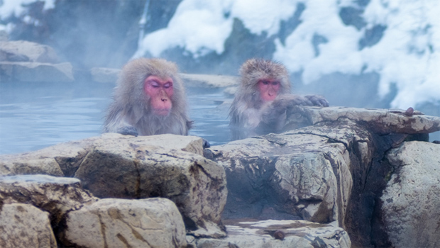 hemmings-snow-monkeys-01-620.jpg 
