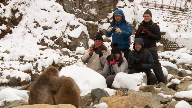 mark-hemmings-snow-monkeys-photo-tour-620.jpg 