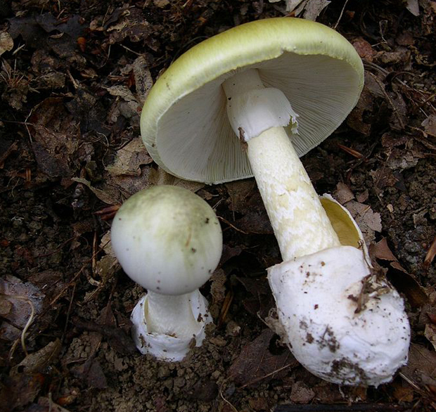 death-cap-mushroom-amanita_phalloides.jpg 