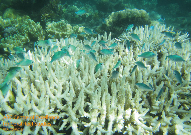 great-barrier-reef-coral-bleaching.jpg 