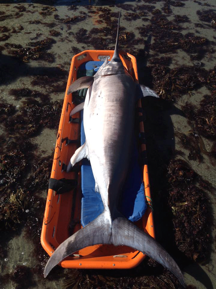 rye swordfish 