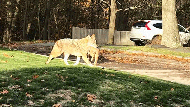 coyote-cat-pic.gif 
