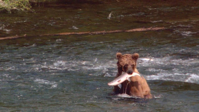 Woman fights off bear with spray after being attacked on trail in Alaska