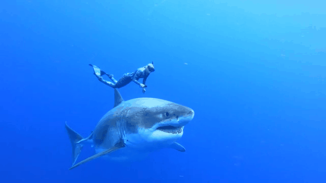 ctm-0118-great-white-shark-deep-blue-gif.gif 