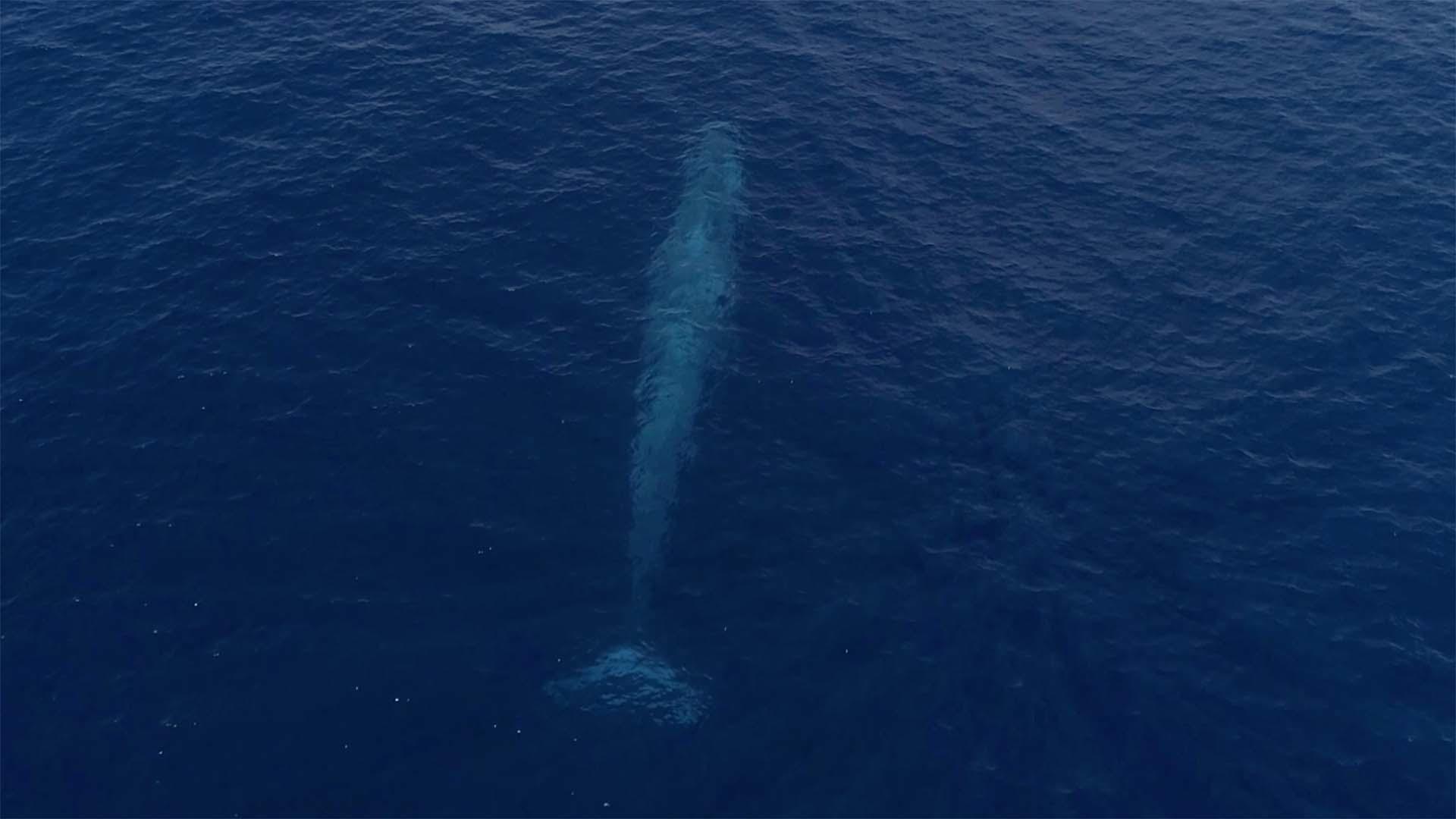 Blue whales are “canaries” for microplastic consumption, study finds ...