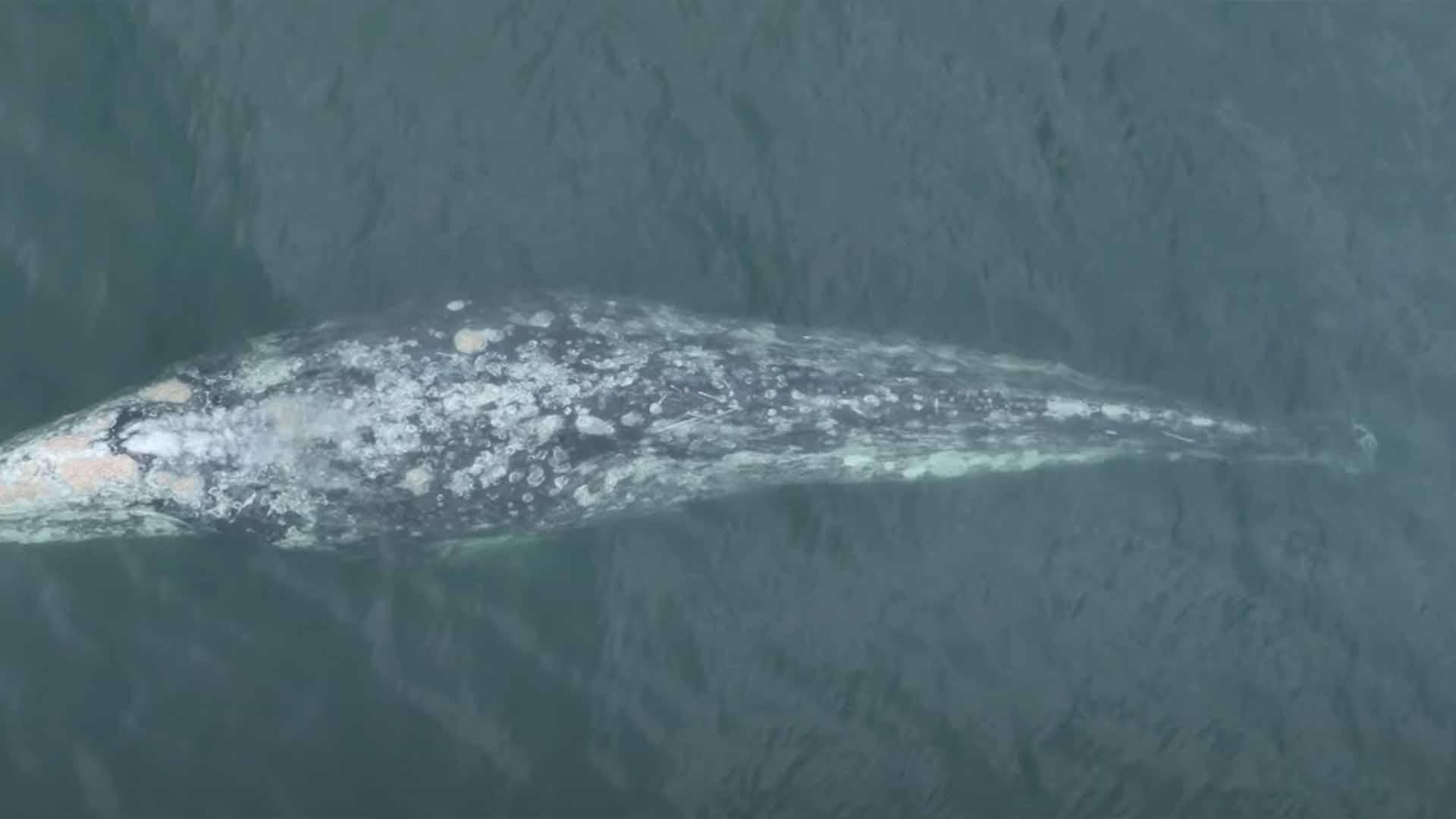 Whale with missing tail spotted near Newport Beach | Sandhills Express