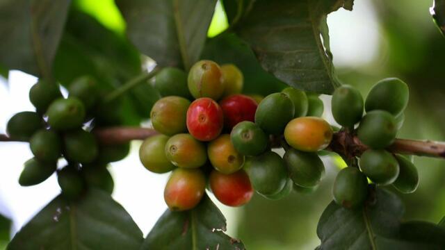 Behind the making of Panama's $100-a-cup coffee
