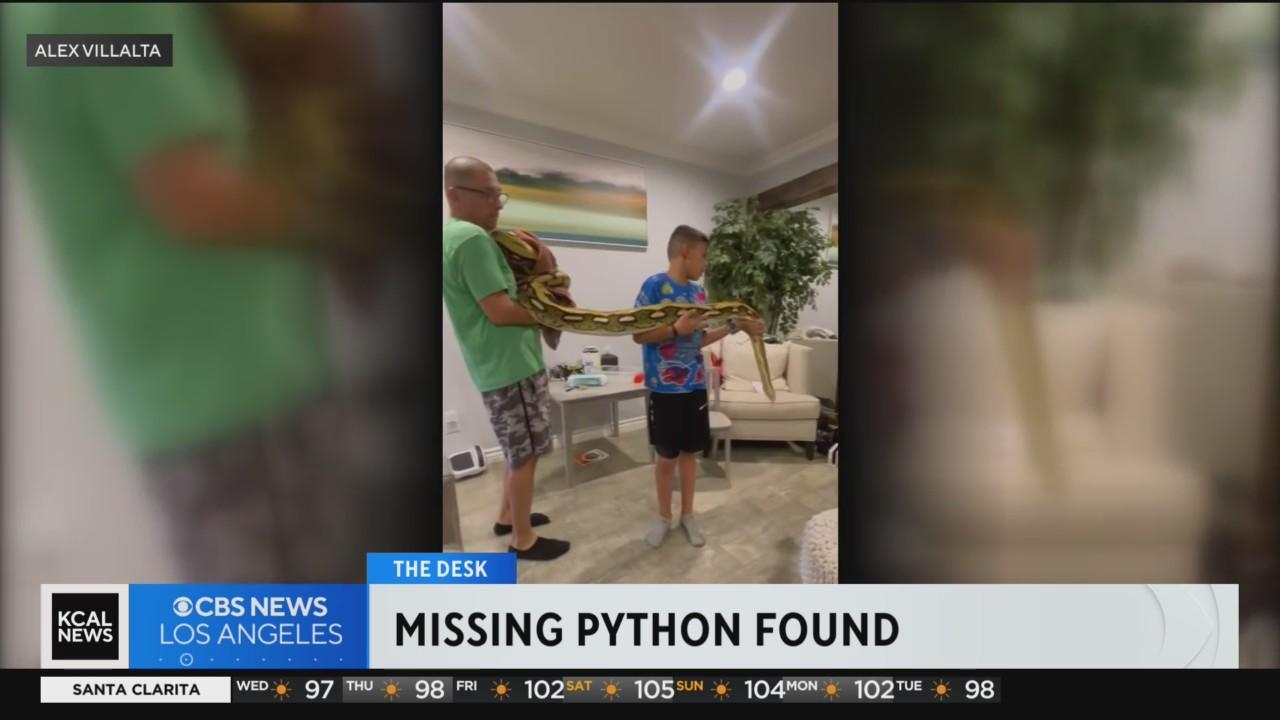 Missing 15-foot python named “Big Mama” found safe and returned to ...
