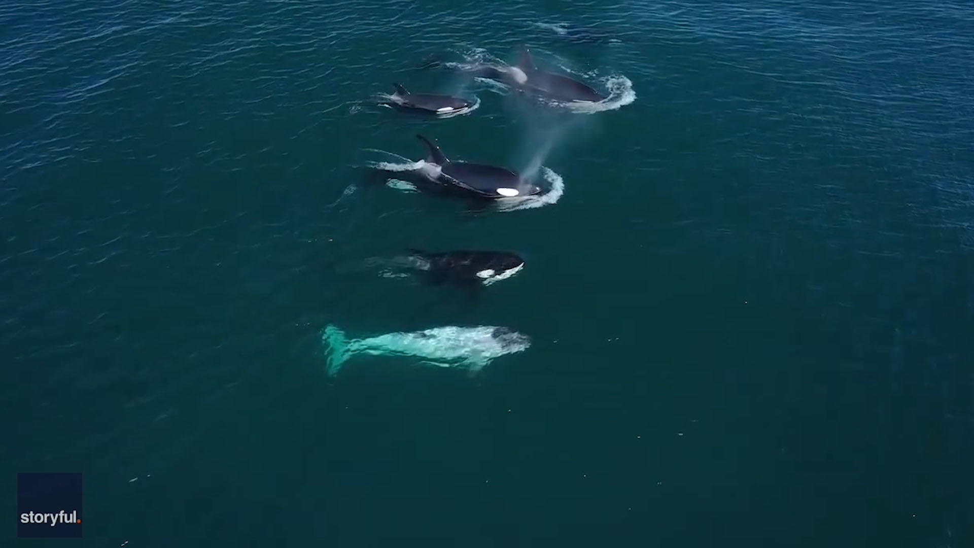Rare white killer whale nicknamed 