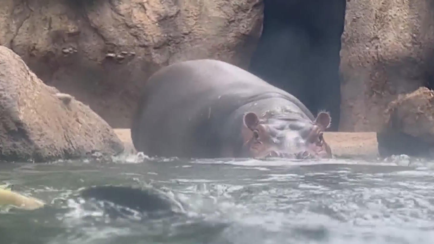 Japan zoo discovers male hippo is actually a female