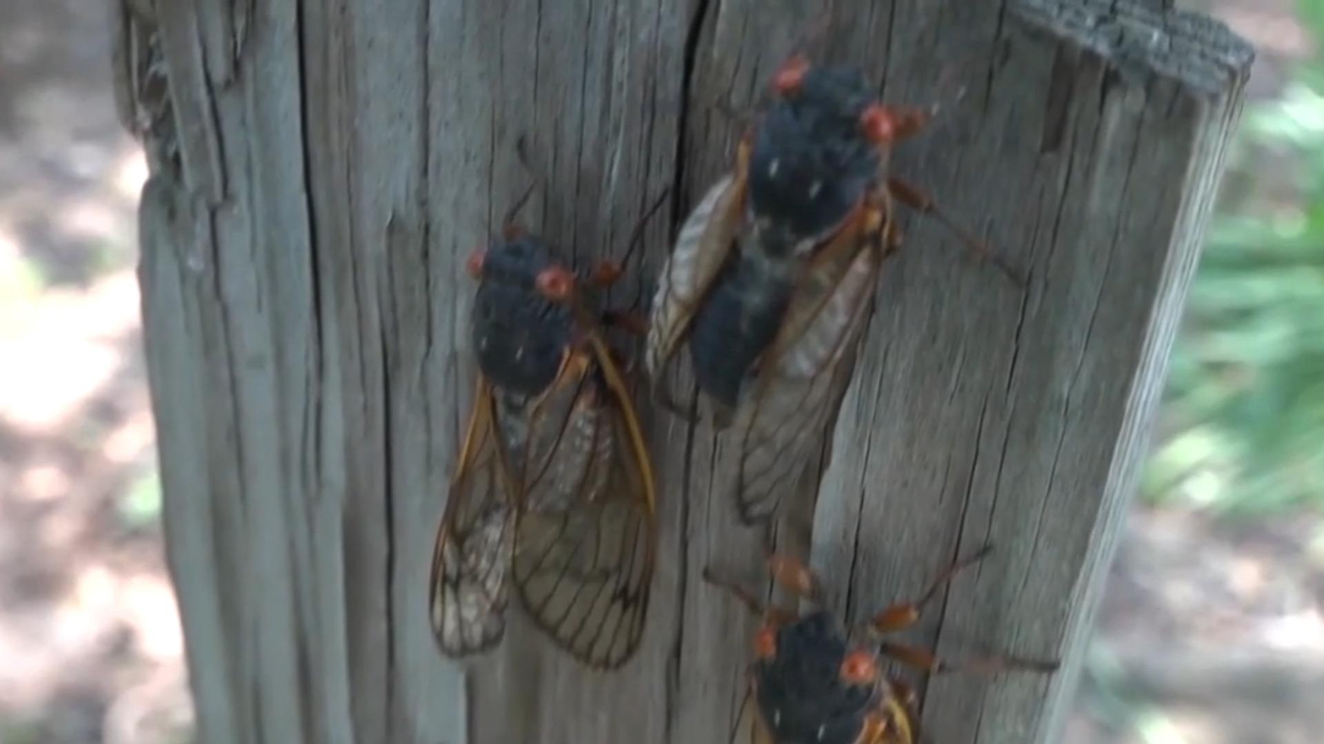 cbsn-fusion-it-has-begun-trillions-of-cicadas-emerge-across-us-thumbnail.jpg 