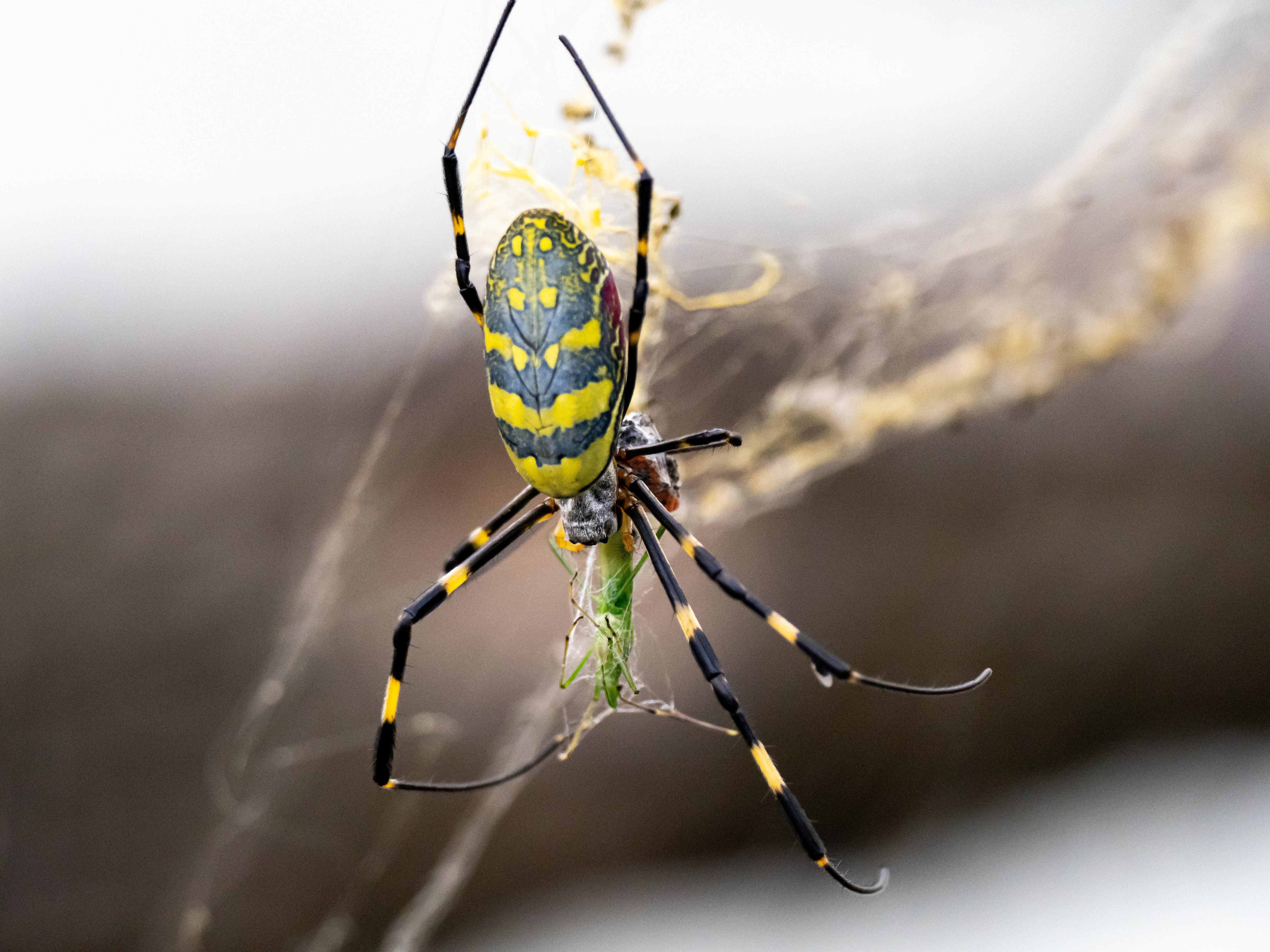 Japanese Joro orb-weaver spider eating a grasshopper 