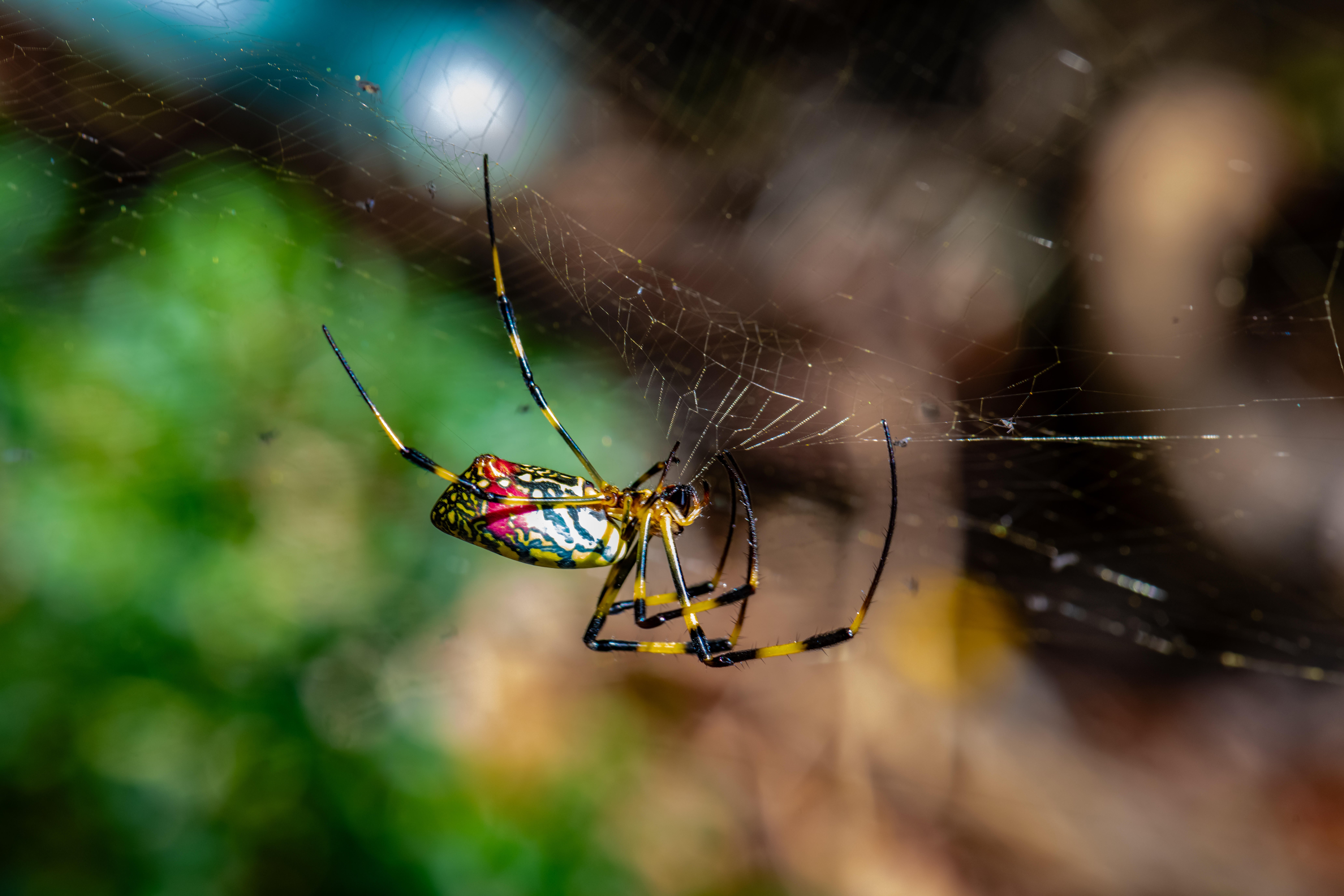 Aranha Joro (Trichonephila clavata) fazendo seus ninhos de teia 