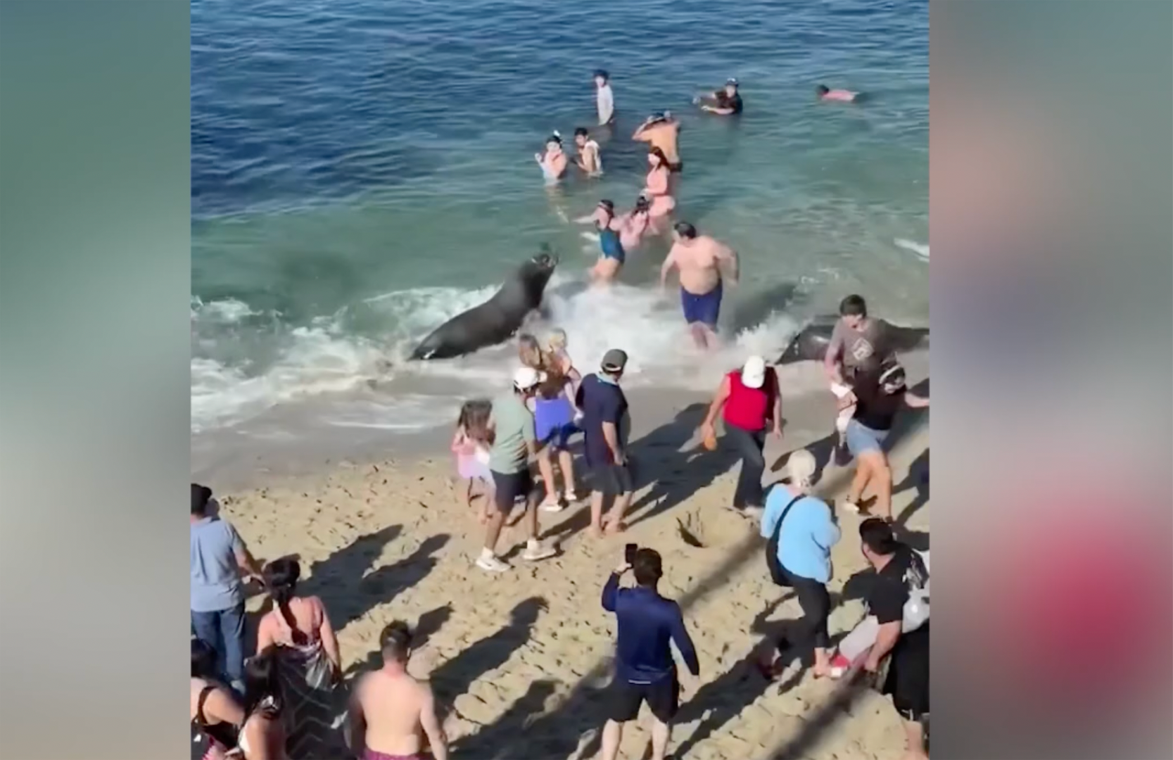 Teen caught on video kicking sea lion pleads guilty, faces prison time