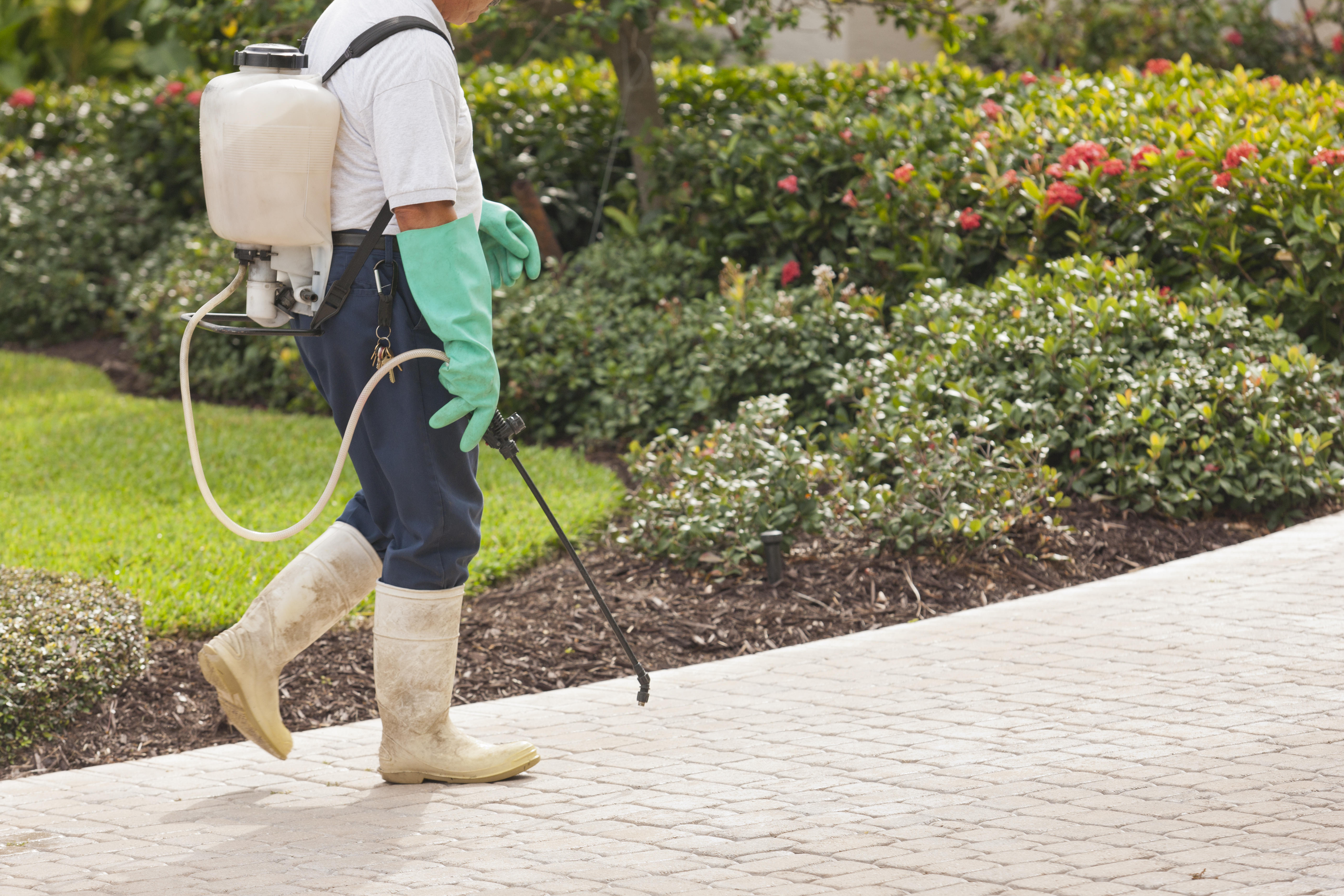 A pest control representative walks down a path past a garden full of flowers. 