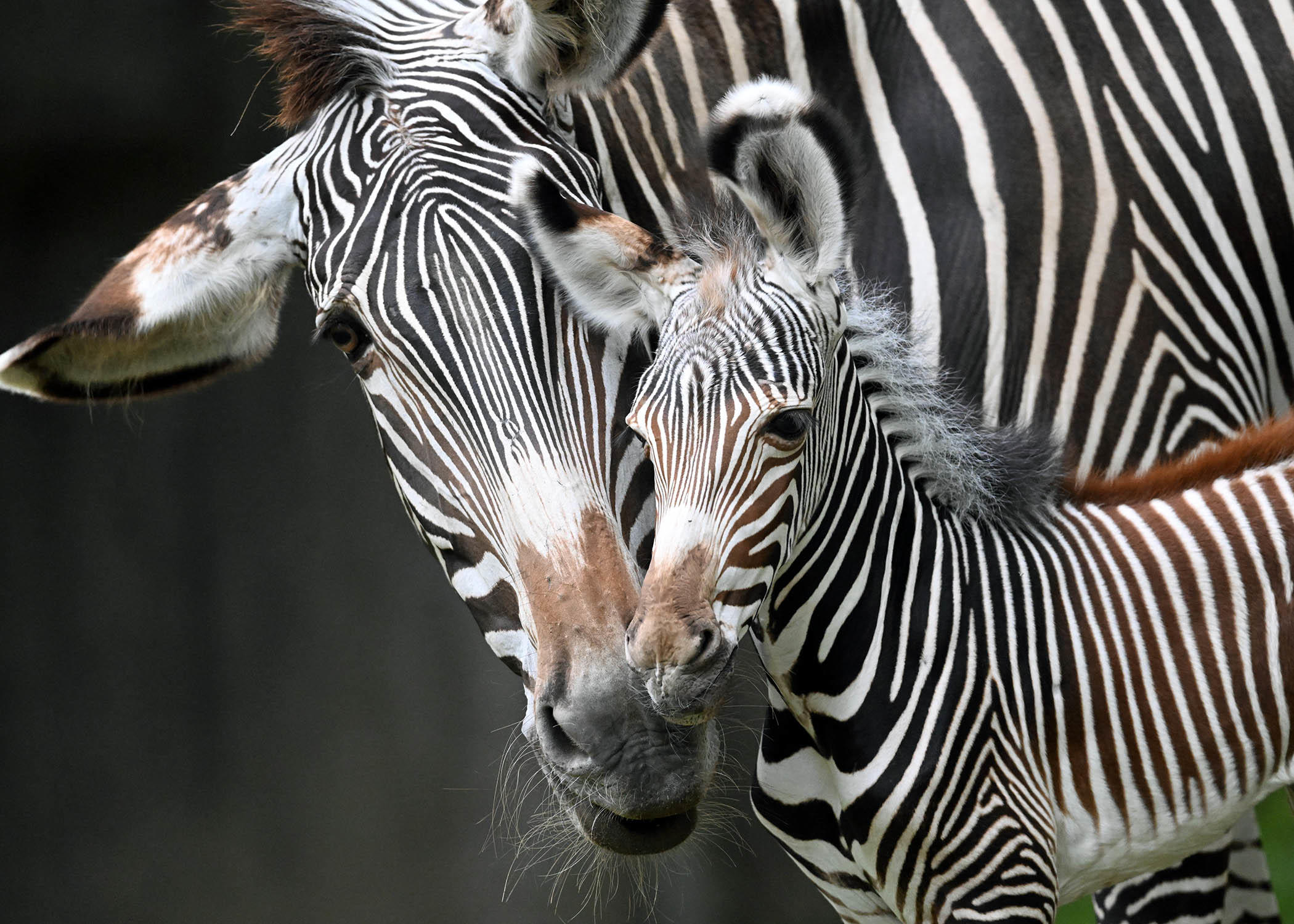 Grevy zebra foal.jpg 