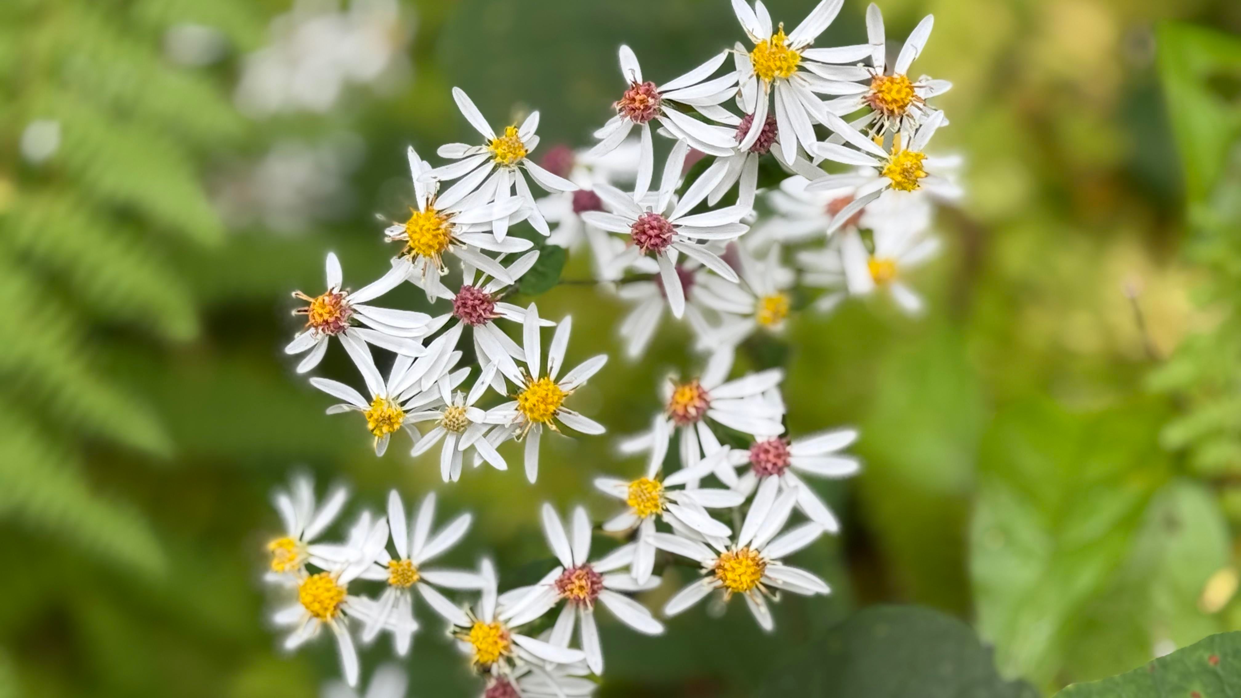 iPhone 16 Pro Max Review