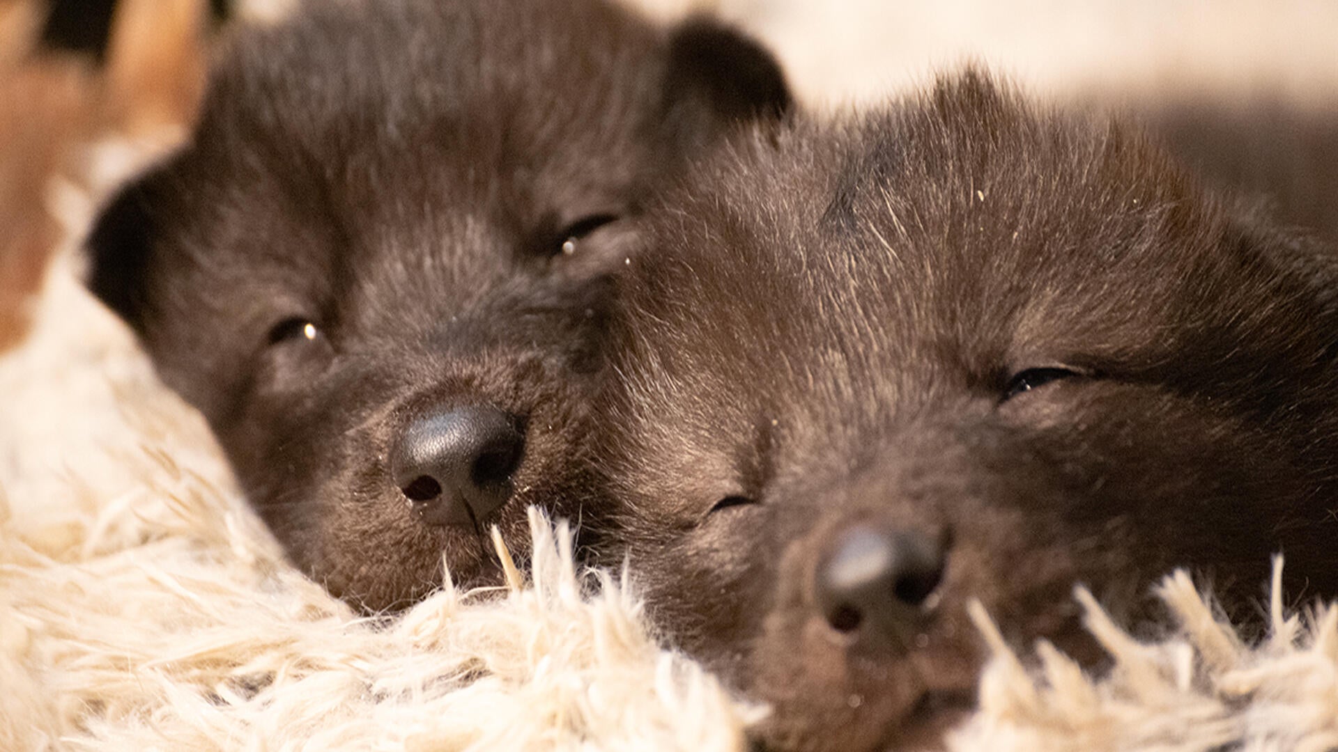 wolf-pups.jpg