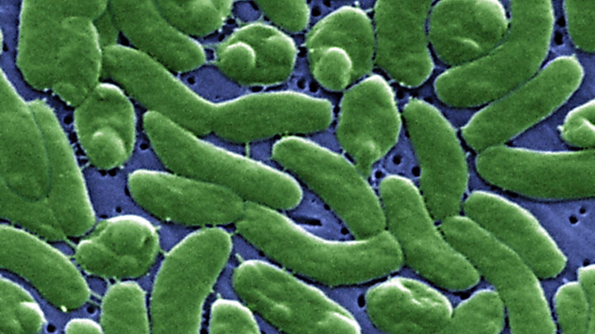 Flesh-eating bacteria kill at least 7 along Gulf Coast. How to protect yourself.